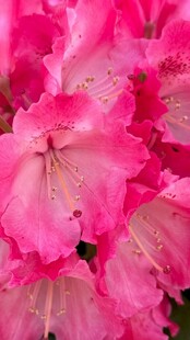 娇艳欲滴的粉色杜鹃花