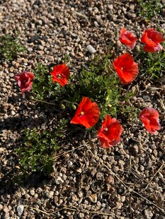 红色小花绽放于碎石间