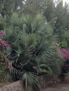 繁茂绿植与艳丽花卉景观