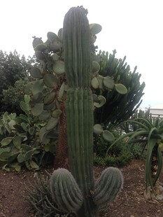 高大仙人掌与周边绿植景观