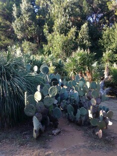 户外多样仙人掌植物景观