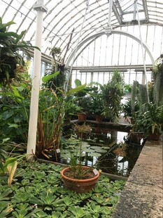 温室中的繁茂植物景观