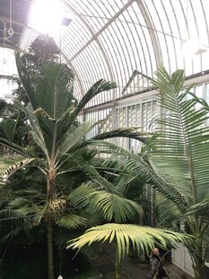 温室中的繁茂热带植物