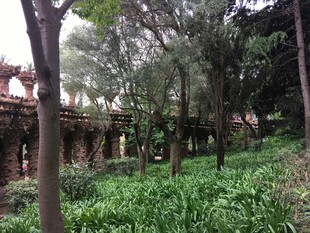 林间绿意盎然的自然景致