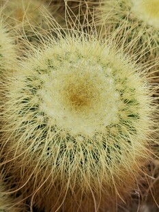毛茸茸的仙人球特写
