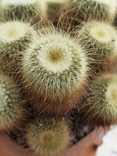 毛茸茸的仙人球组合