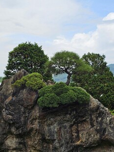 悬崖上的绿意盎然景观