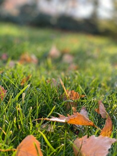 秋日草地落叶景象