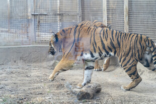 动物园中行走的斑斓老虎
