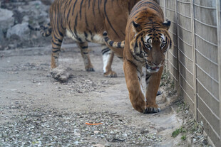 两只老虎于墙边行走