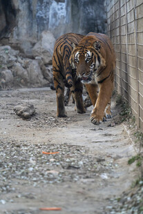 两只老虎在墙边行走