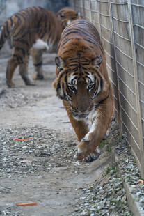 两只老虎在围栏边行走