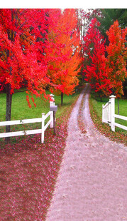 秋日小径上的绚烂红叶