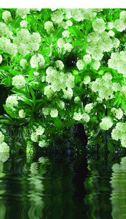 水边白花绿叶植物美景