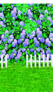 紫色花丛旁的白色栅栏