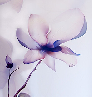 梦幻玉兰花绽放