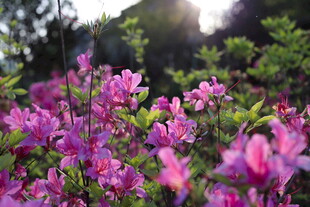 烂漫紫杜鹃绽放于林间