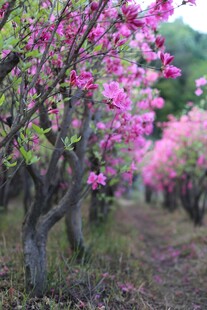 春日繁花似锦的桃林