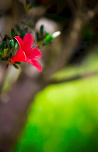 枝头绽放的艳丽红杜鹃