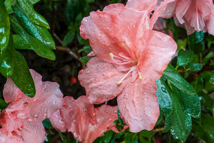 娇艳欲滴的粉色杜鹃花