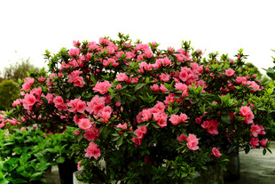 盛开的粉色花丛