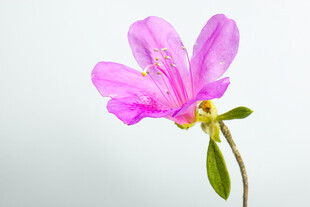 娇艳粉色杜鹃花特写