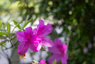 娇艳紫花绽放枝头