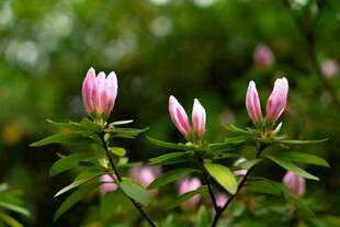 粉嫩玉兰花苞绽放绿意间