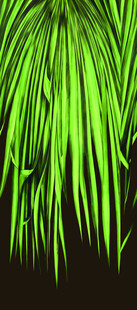 翠绿叶片背景图