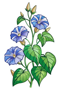 蓝色牵牛花插画