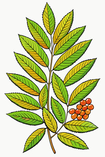 绿叶红果的植物插画