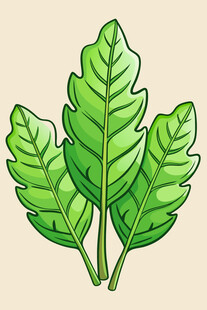 新鲜绿叶蔬菜插画
