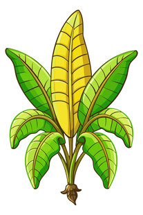 香蕉植株插画