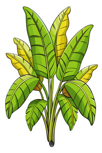 香蕉植株插画