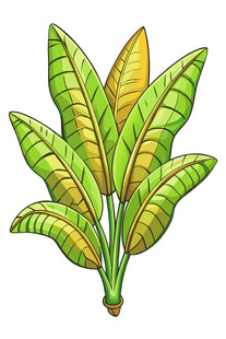 手绘香蕉叶植物插画