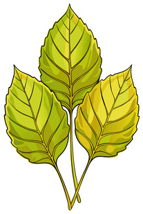 三片嫩绿叶片插画