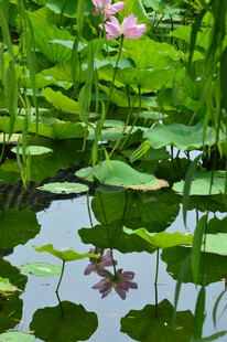 荷花荷叶  