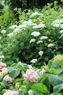 缤纷绣球花绽放于绿意间