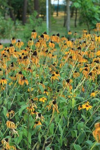 金黄黑心菊绽放于绿野