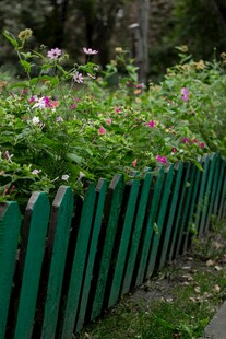 绿色围栏旁绽放的美丽花卉