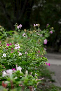 路边绽放的多彩小花