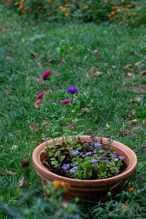 草地上的多彩盆栽