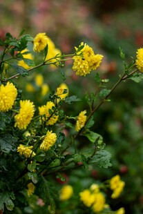 绽放的黄色小花