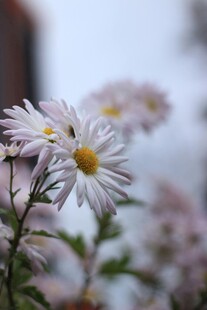 清新小白菊绽放