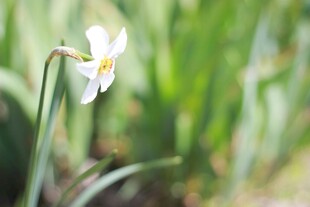 清新绽放的白色水仙花