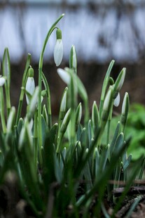 雪滴花绽放绿意盎然