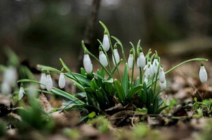 林间绽放的雪花莲