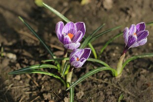 紫色番红花绽放于泥土间