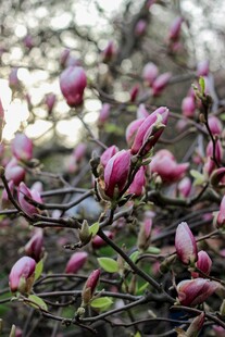 玉兰花枝绽放的美丽瞬间