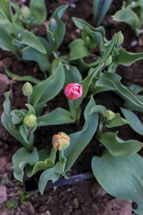 娇艳绽放的粉色花卉